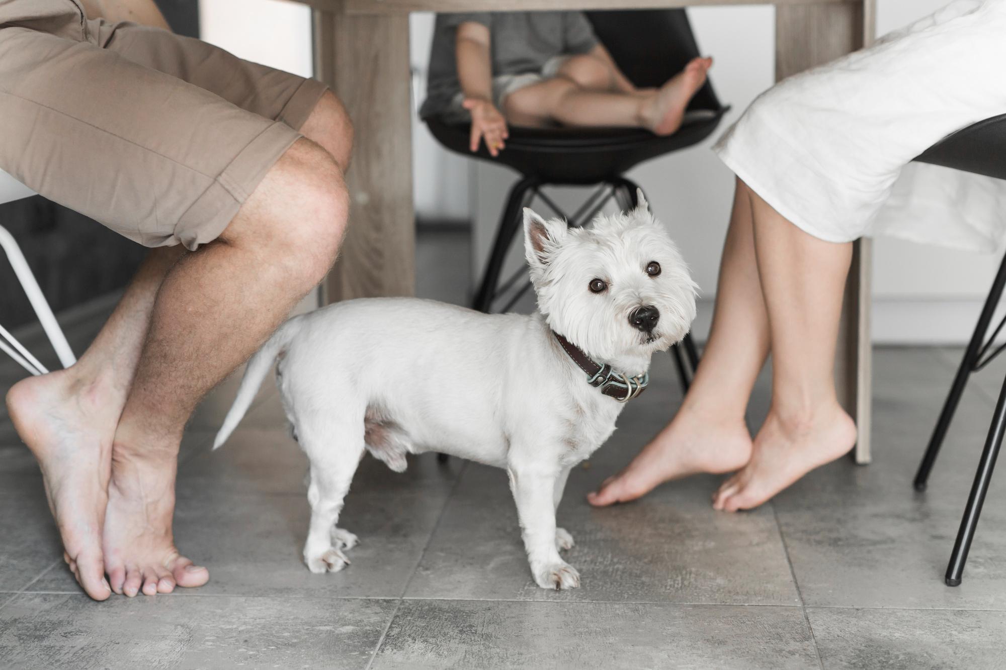 adiestrador de perros