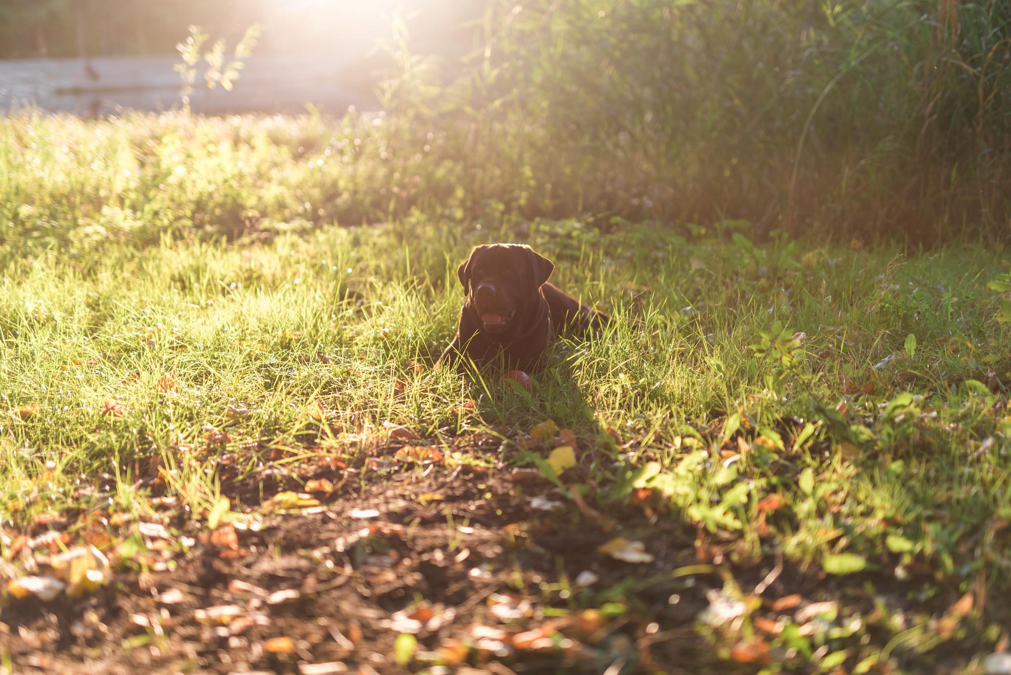 adiestrador canino en avilés