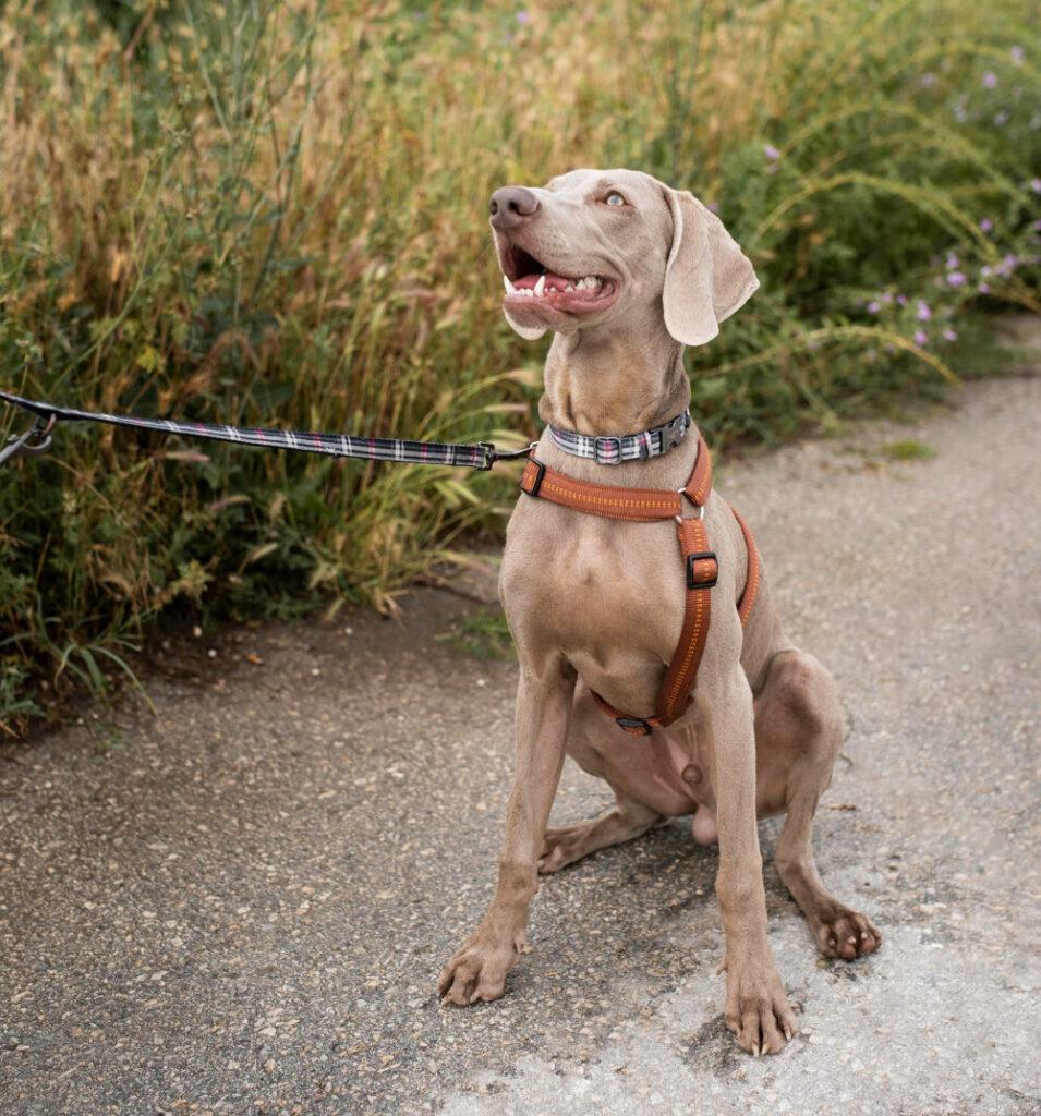 Adiestrador de Perros en Asturias