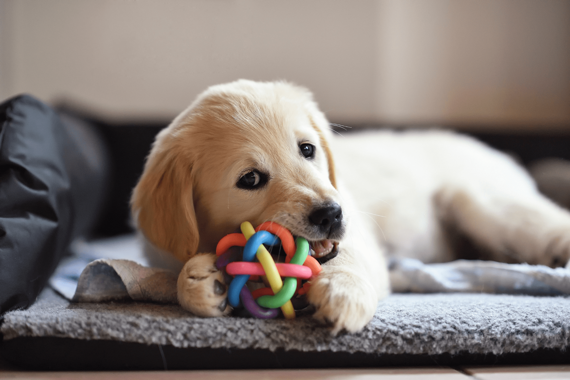 La importancia de la educación canina en cachorros: Clave para una vida equilibrada