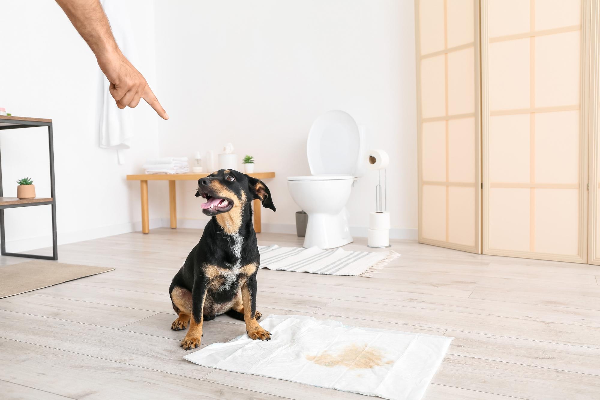 Tips para enseñar a un cachorro a ir al baño